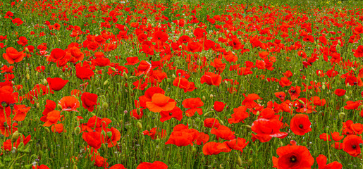 Wall Mural - Rolling Poppy Fields in Flanders WW1 world war 1 battlefield rememberance panoramic banner background image