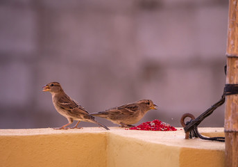 i invite you to dinner, two female sparrows