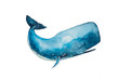 Watercolor drawing of blue cachalot isolated on white background. Handmade illustration oа blue sperm whale.