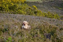 Happy Cockapoo Dog Jumping In Countryside