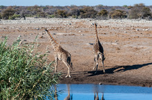 Two Angolan Giraffes - Giraffa Giraffa Angolensis- Standing Near A Waterhole In Etosha National Park. Giraffes Are The Most Vulnerable When Drinking.