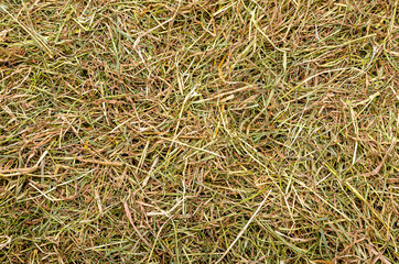 a bunch of hay for texture or background