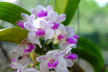 Two purple and white orchid flowers, natural blurred background