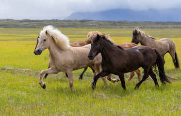 herd of icelandic horses in horsetrip