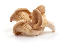 Oyster Mushrooms, Fresh Mushroom, Isolated On White Background