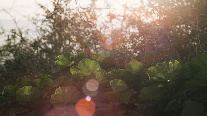 Plantas con destello de sol