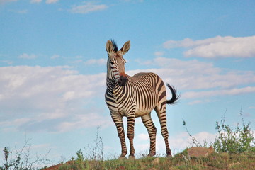 Wall Mural - Zebra Hengst 8711