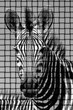 Zebra Portrait muster-gewebt