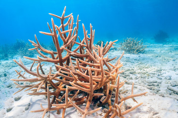 Wall Mural - Caribbean coral garden staghorn coral