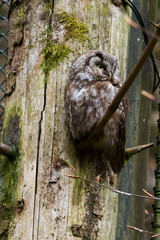 owl