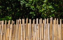 Dry Bamboo Fence With A Green Tropical Trees On Background. Eco Natural Background Concept.