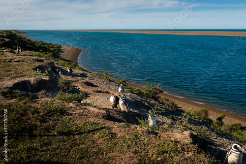 Cuadros en Lienzo A colony of penguins at the Peninsula Valdes in Argentina, South America