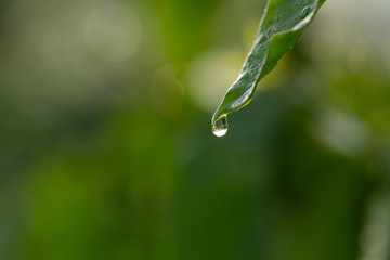 Drops of dew on the beautiful green grass, Green background close up