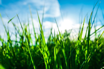 fresh green grass with sunrise in the morning with beautiful cloud. Season background with blue sky, sunshine and clouds.