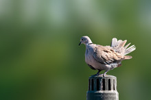 Eurasian Collared Dove Sitting On An Exhaust Pipe