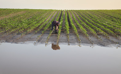 Farmer touching and examining young green sunflower plants in mud and water, damaged  field after flood