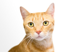 An Orange Tabby Domestic Shorthair Cat With Yellow Eyes