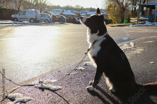 Cuadros en Lienzo Border collie seduto illuminato dalla luce del sole, fotografia a colori