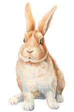 Bunny On An Isolated White Background, Watercolor Illustration, Cute Animal, Easter Bunny.
