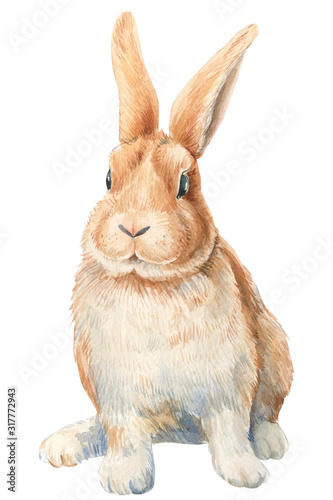 Fotografía Bunny on an isolated white background, watercolor illustration, cute animal, easter bunny