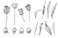 Monochrome Set Of Details Of Tulip Flowers Of Different Varieties