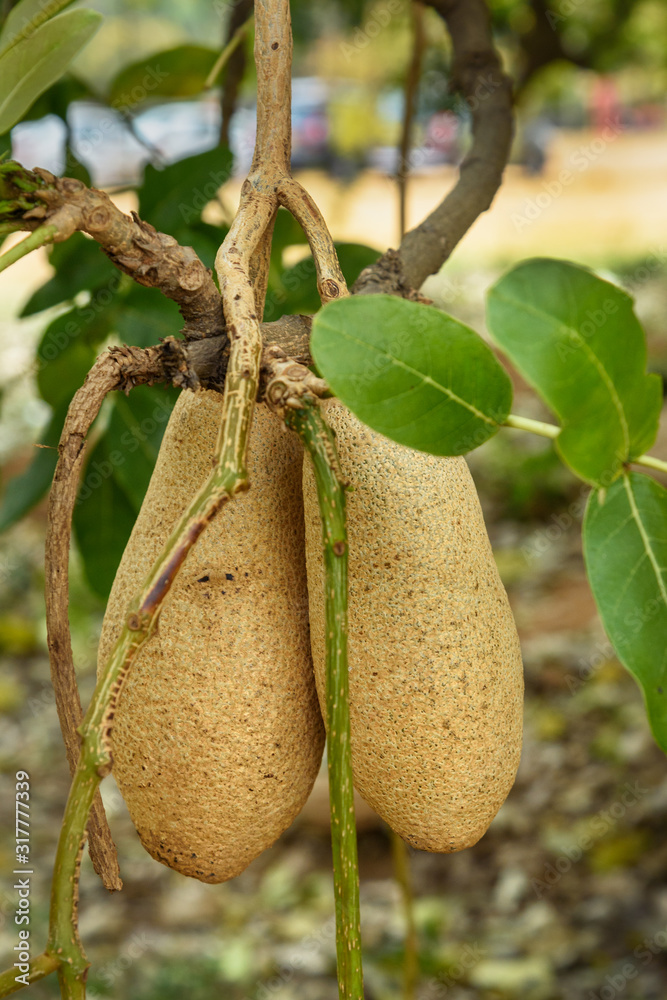 Sausage tree or Kigelia Africana with large fruit Stock Photo | Adobe Stock