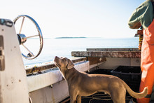 Boat Dog Joinig For Aquaculture Shellfishing On Narragansett Bay
