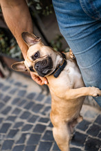 Cute French Bulldog Dog With Its Owner Standing On Its Hind Legs