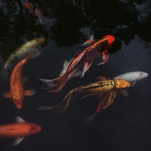 CLOSE-UP OF KOI CARPS SWIMMING IN WATER