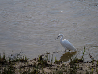 Common Egret