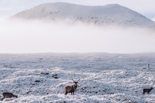Deer On Snow Covered Landscape Against Mountain