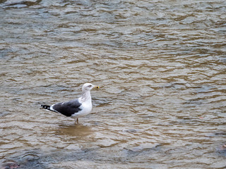 Wall Mural - Seagull