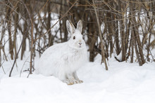 White Snowshoe Hare Sitting On Snow In Winter
