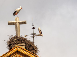 Storks make their nests