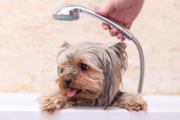 dog is washed in the pet salon. dog in foamy soapy. groomer concept.