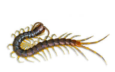 Wall Mural - The top view of Centipede isolated on white background and clipping path. Poisonous insects.