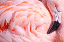 Close-Up Of Flamingo Relaxing
