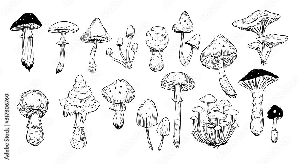 Set of mushrooms. Outline with transparent background. Vector sketch illustration - obrazy, fototapety, plakaty 