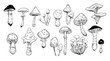 Set of mushrooms. Outline with transparent background. Vector sketch illustration