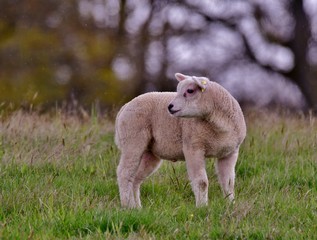 lamb in field