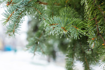Green Christmas trees in a winter park covered with snow