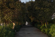 © Bion - Paseo misterioso rodeado de árboles en el atardecer