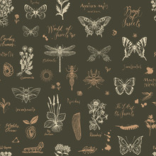 Vector Seamless Pattern With Sketches Of Insects And Medicinal Herbs In Retro Style. Hand-drawn Herbs, Butterflies, Beetles And Inscriptions On The Dark Background. Wallpaper, Wrapping Paper, Fabric