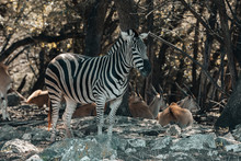 Zebra Standing In A Shaded Section Of A Wildlife Park In San Antonio, Texas, USA