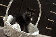 Czarny kot siedzi na poduszce w białym wiklinowym koszyku w skupieniu obserwuje punkt.