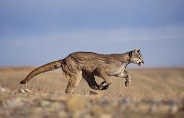 Wall Mural - puma puma concolor