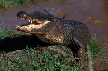 ALLIGATOR AMERICAIN Alligator Mississipiensis
