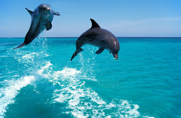 Wall Mural - grand dauphin tursiops truncatus