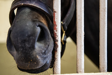 Wall Mural - Horse Nose Sticks Out of Barn Wall