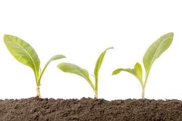 Poster - Green sprout growing in soil isolated on white  background. Growing and environment concept